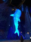 IMG_1281.jpg
